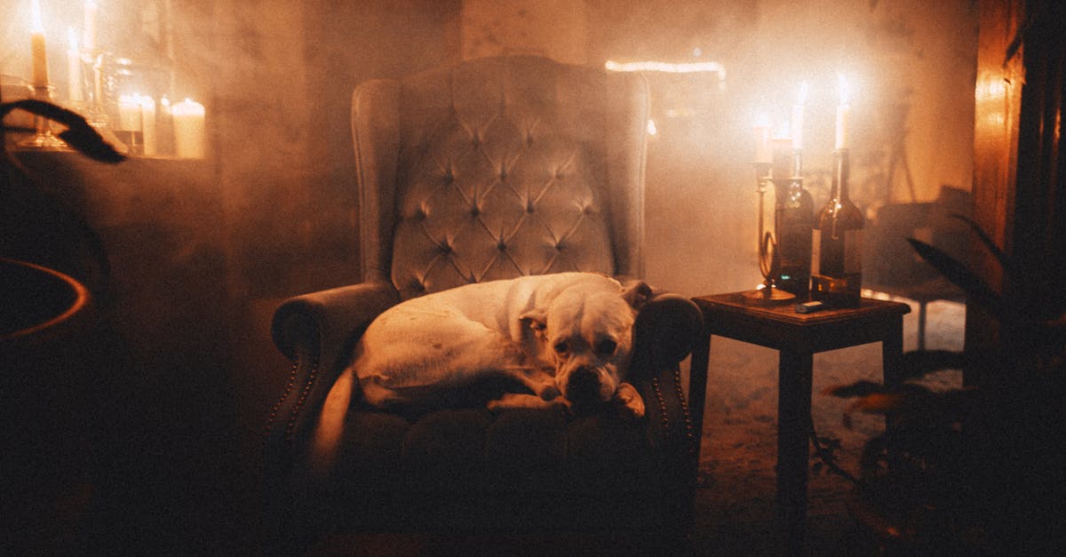 Does magic whistling a pet out of a trap count as untrapping? - American Bulldog in armchair between burning candles at home