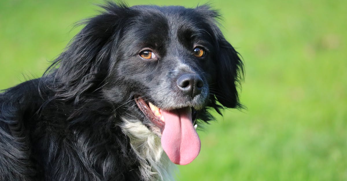 Does magic whistling a pet out of a trap count as untrapping? - Black and White Long Coat Dog on Green Grass Field Does magic whistling a pet out of a trap count as untrapping? - Black and White Long Coat Dog on Green Grass Field
