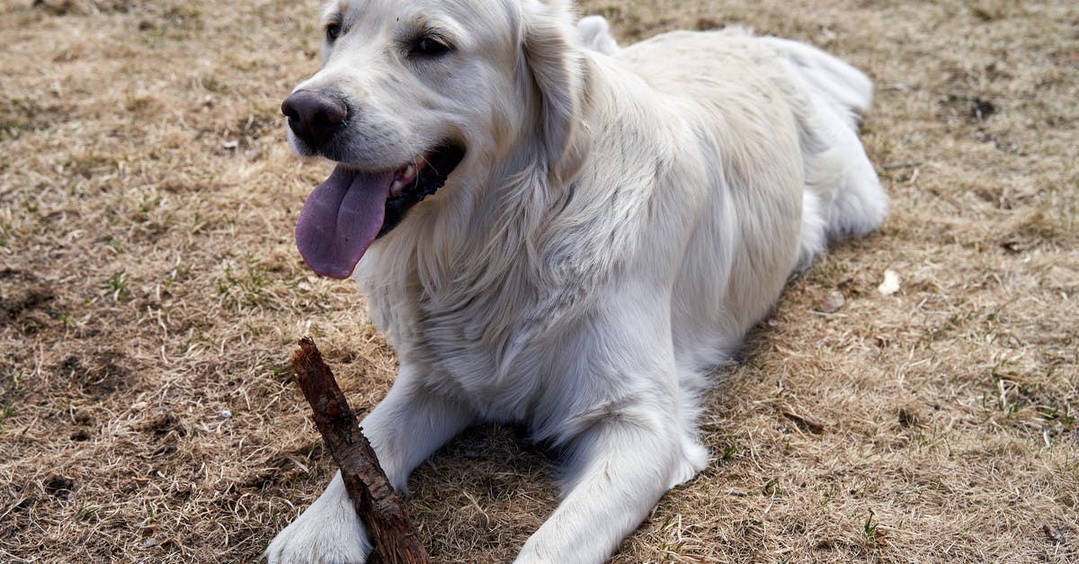 Does magic whistling a pet out of a trap count as untrapping? - Happy, 2 years old young white golden retriever male is lying on the dry grass with a wooden stick Does magic whistling a pet out of a trap count as untrapping? - Happy, 2 years old young white golden retriever male is lying on the dry grass with a wooden stick