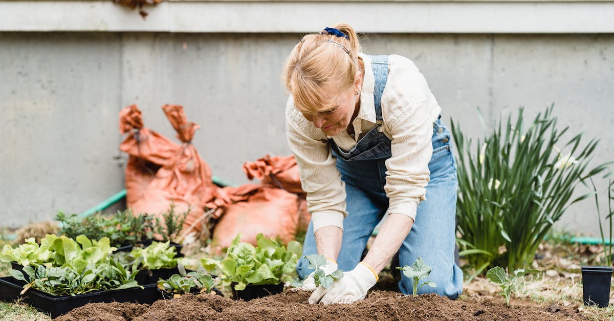 Does Malphite's E (the ground smash) work when his enemies are airborne? - Senior woman planting seedlings in garden