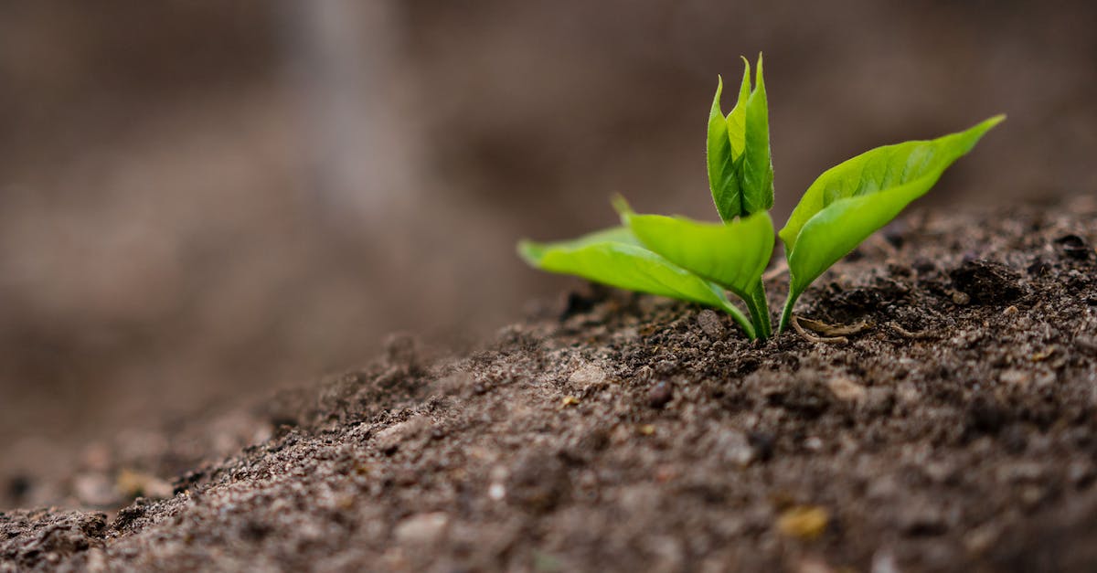 Does No Land Beyond produce sniper scope glint in PvP? - Small sprout growing in soil in nature