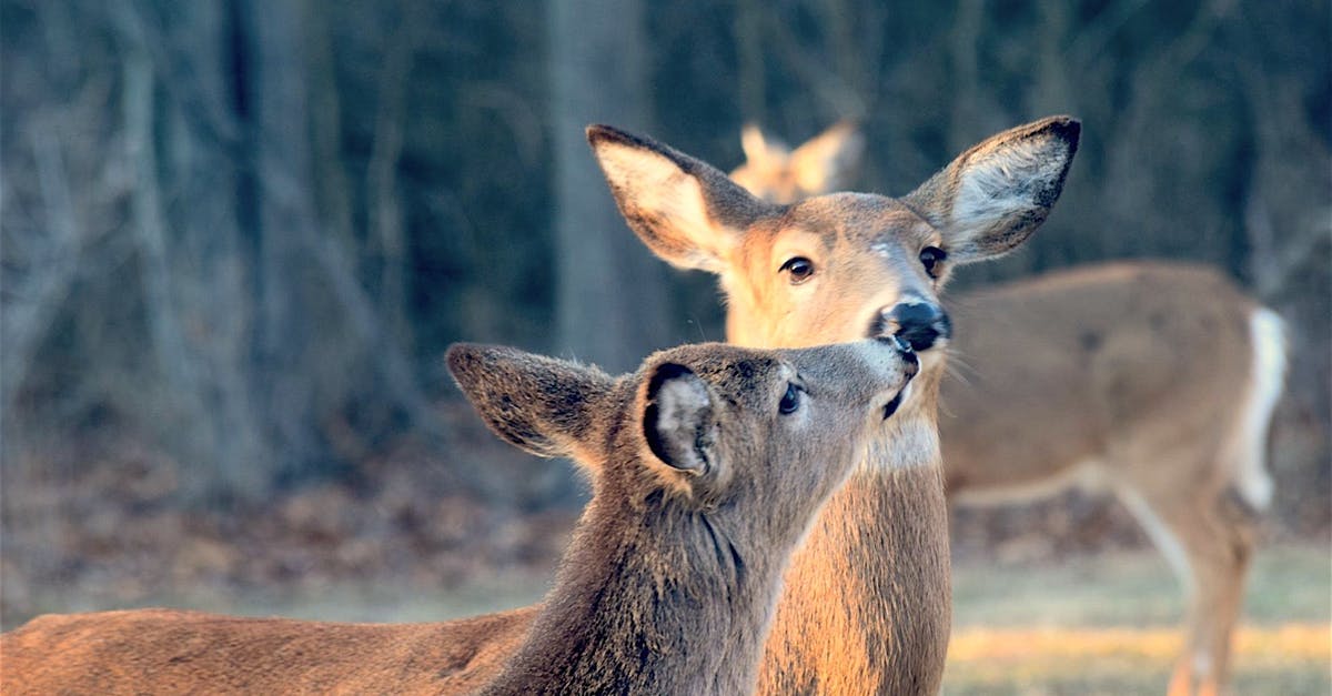 Does Nosgoth exist? - Deer Kissing Each Other