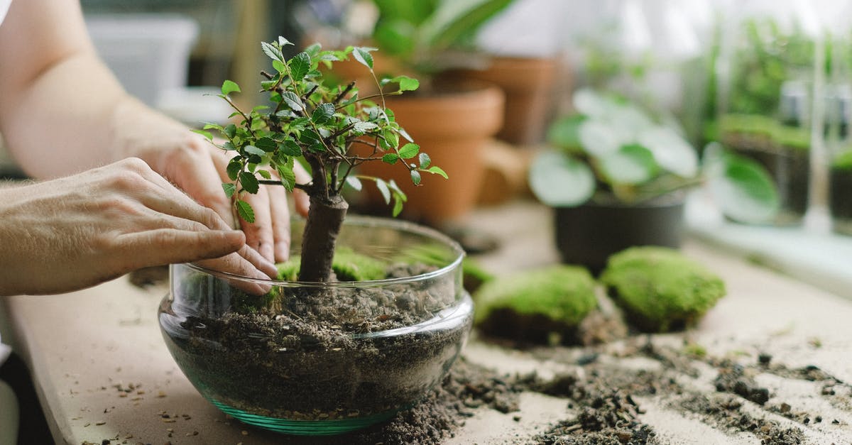 Does Nova spoil Legacy? - Hands Putting the Plant on a Clear Glass Bowl Does Nova spoil Legacy? - Hands Putting the Plant on a Clear Glass Bowl