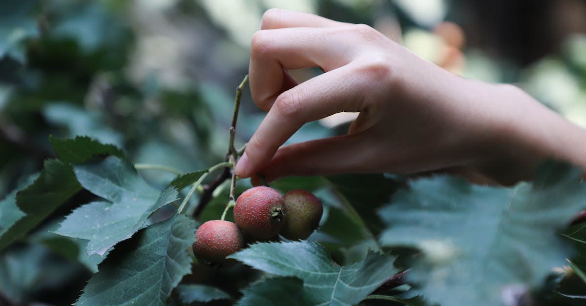Does picking up food do anything? - Close-Up Photo of Person Picking Red Fruit Does picking up food do anything? - Close-Up Photo of Person Picking Red Fruit