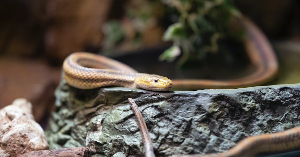 Does Poison damage scale with Magic? - Snake On A Rock