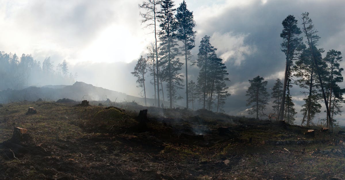 Does Poison damage scale with Magic? - Tall trees growing on hills covered with moss after conflagration in thick smoke