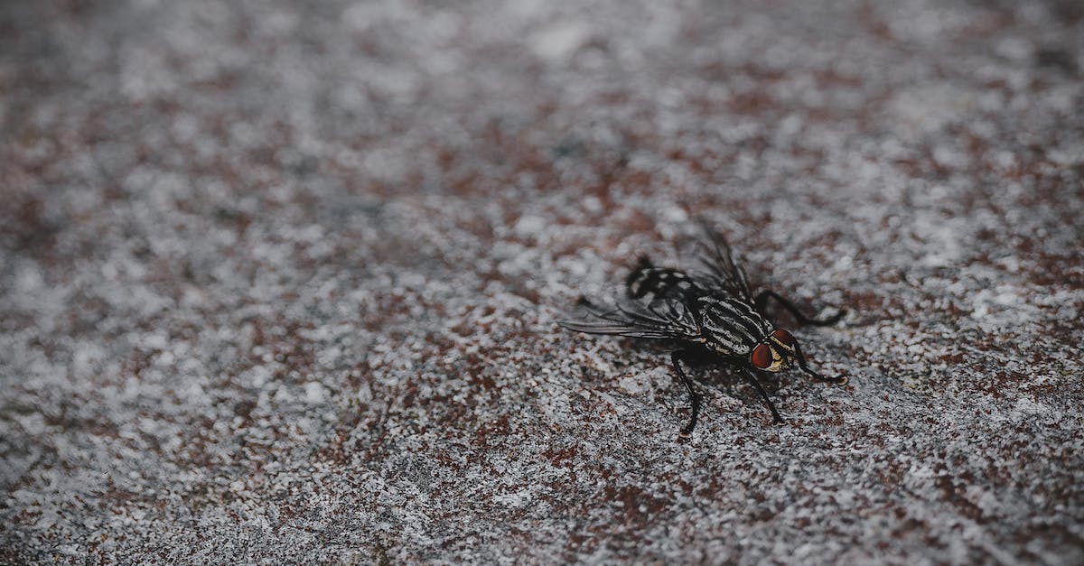 Does Pretty Fly count towards Lord of the Flies transformation? - Close Up Photo of Black Horsefly