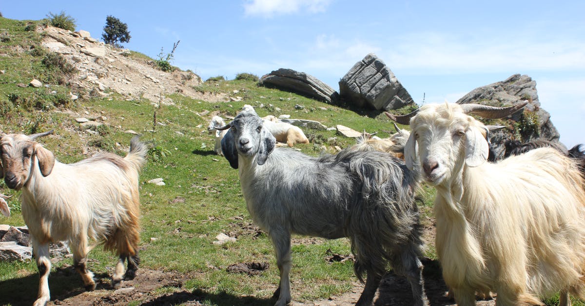 Does "hearting" farm animals do anything? [duplicate] - Herd of Goats on Green Grass Field