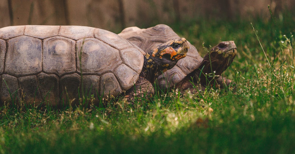 Does "Slow" only slow down enemies' walking speed or does it also slow their attackt? - Brown Turtle on Green Grass