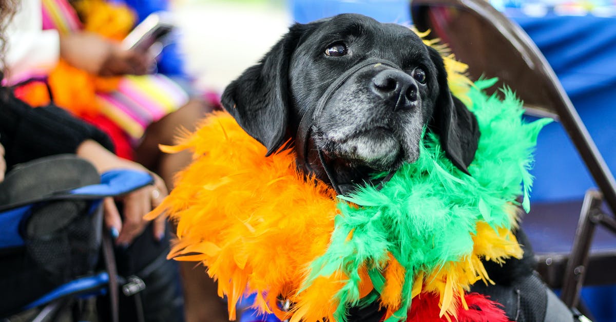 Does Rainbow Six Siege lag a lot if you play on Windows via VirtualBox? - Black Dog Wearing Fur Decor Does Rainbow Six Siege lag a lot if you play on Windows via VirtualBox? - Black Dog Wearing Fur Decor