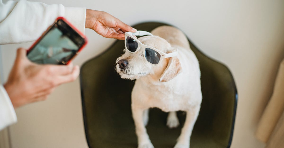 Does Reaper shoot above and below him when using Death Blossom? - From above of crop anonymous black woman with mobile phone putting on sunglasses on Labrador Retriever while preparing for shooting