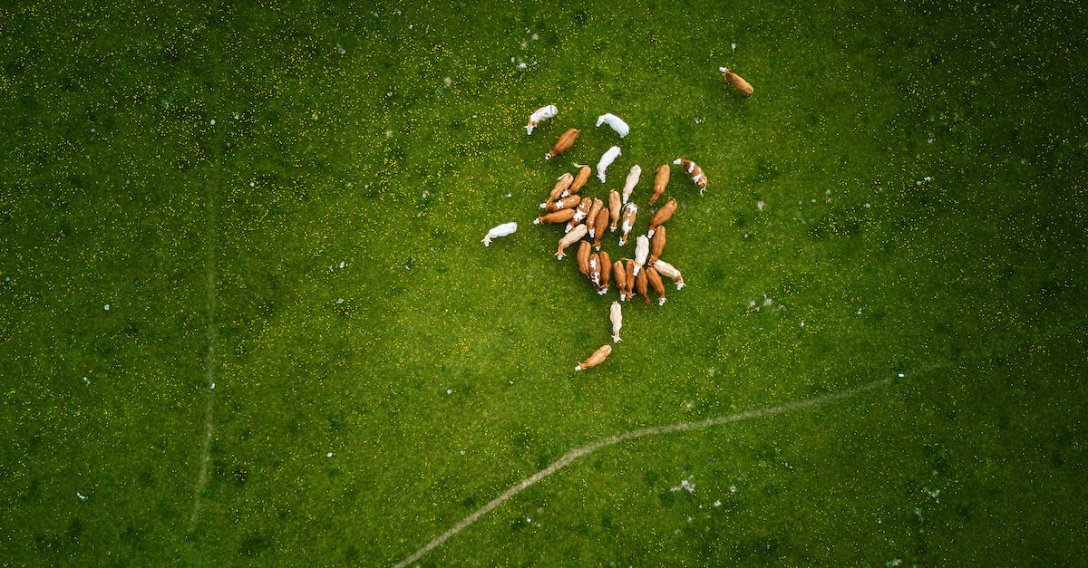 Does reset on Cow Evolution reset the crate's upgrade? - Herd Of Brown And White Cows On Green Grass Field Does reset on Cow Evolution reset the crate's upgrade? - Herd Of Brown And White Cows On Green Grass Field