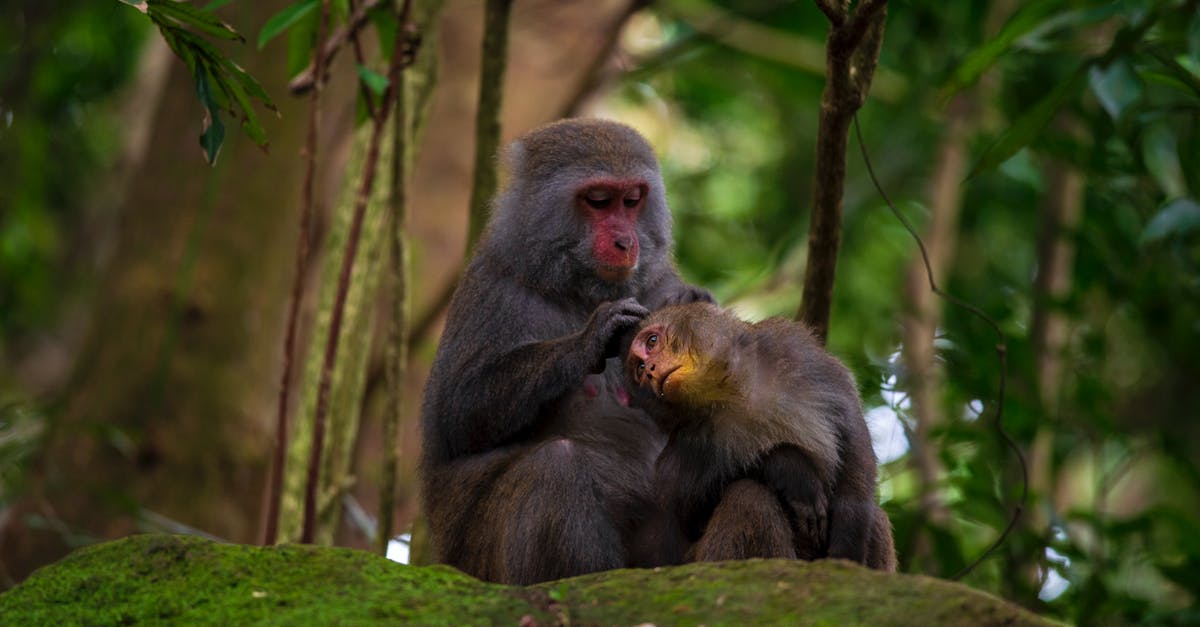 Does Robo Monkeys (just darts) or Plasma Vision deal more damage? - Monkeys Sitting on a Tree and Embracing