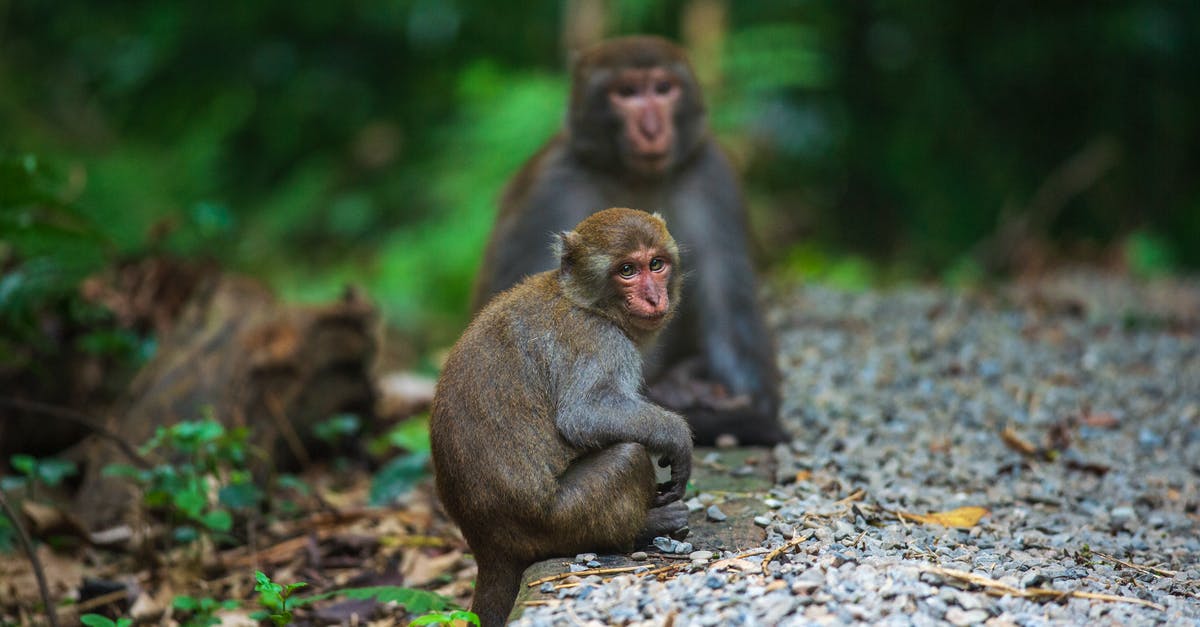 Does Robo Monkeys (just darts) or Plasma Vision deal more damage? - Two Macaque Monkeys