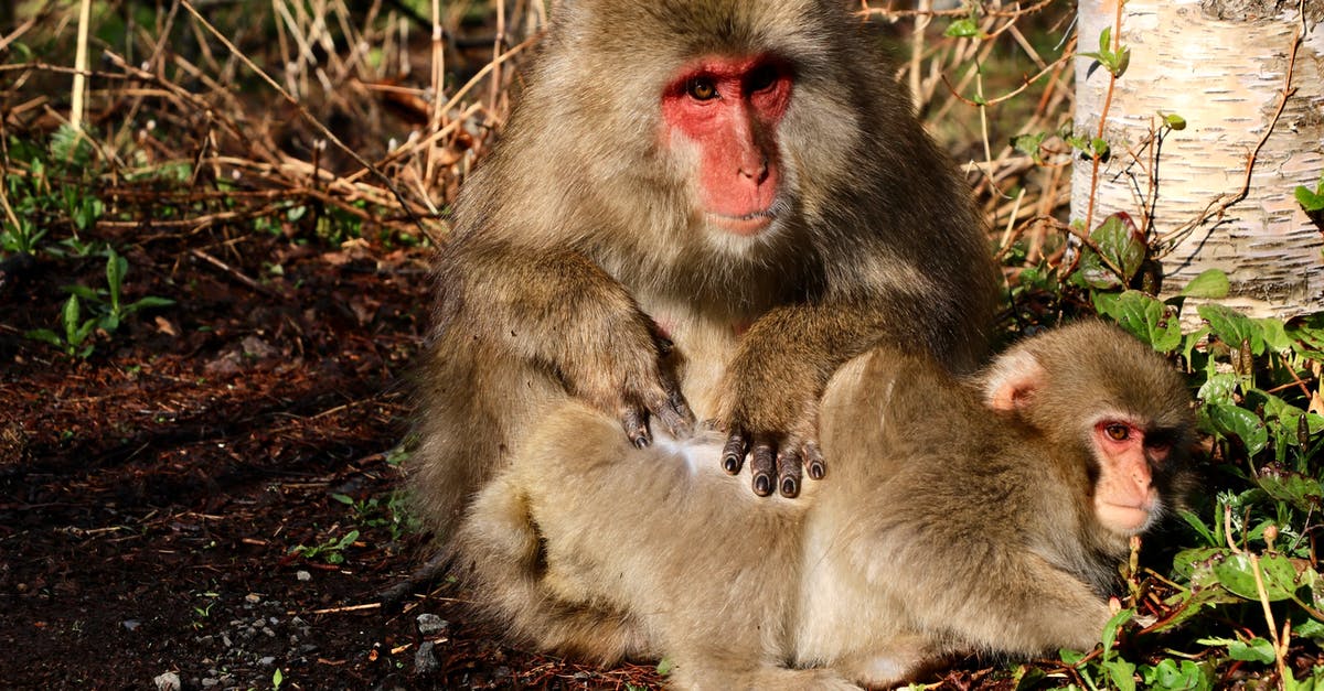 Does Robo Monkeys (just darts) or Plasma Vision deal more damage? - Monkeys on the Ground