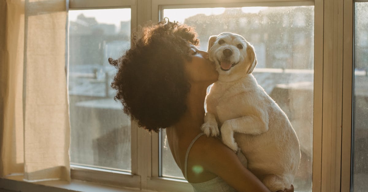 Does sneak attack affect companion relationship? - Black woman kissing cute purebred dog Does sneak attack affect companion relationship? - Black woman kissing cute purebred dog