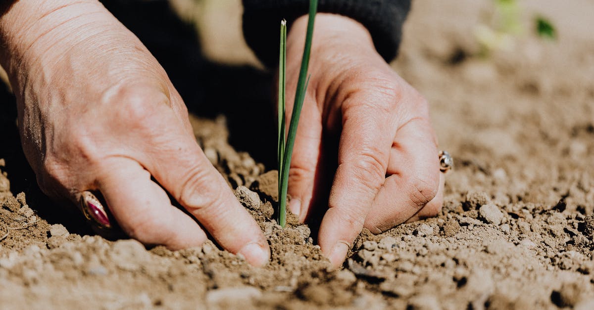 Does Speed-Gro fertilizer affect the growth of repeating crops? - Ground level of unrecognizable female gardener planting green sprout in soil while working on plantation
