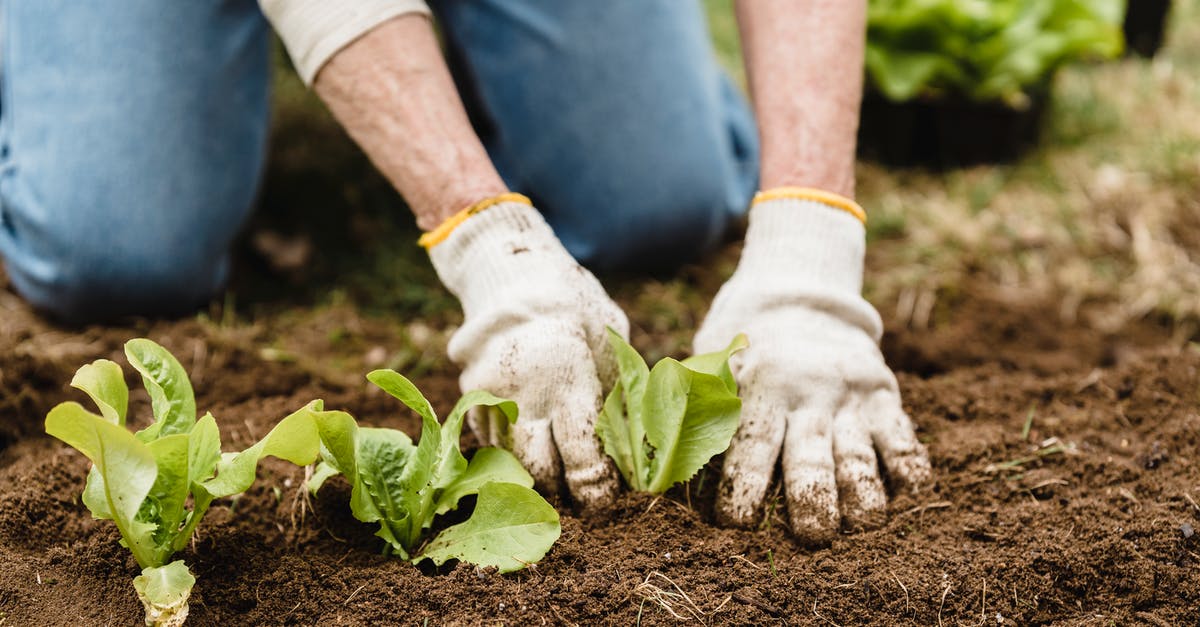 Does Speed-Gro fertilizer affect the growth of repeating crops? - Crop unrecognizable gardener in gloves and jeans planting green plants into fertile soil while working in garden on summer day