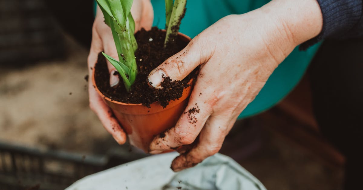 Does Speed-Gro fertilizer affect the growth of repeating crops? - From above crop anonymous gardener in apron growing green plant in pots in garden