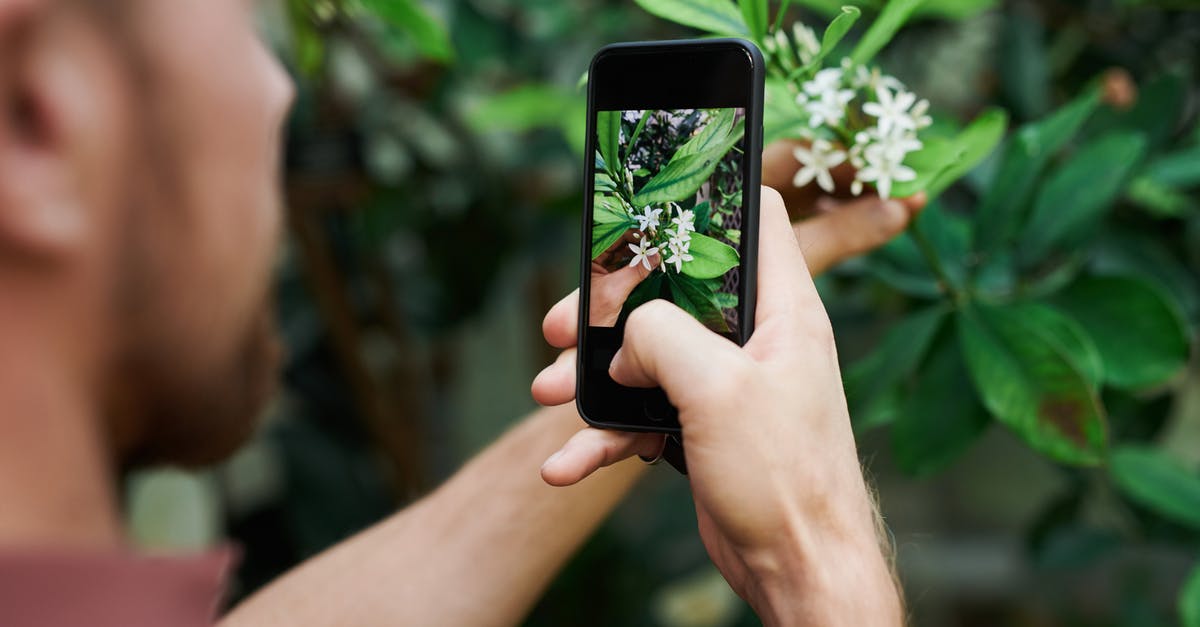 Does the auto-select feature in New Pokémon Snap take challenges into account? - Person Taking Photo of White Petaled Flowers