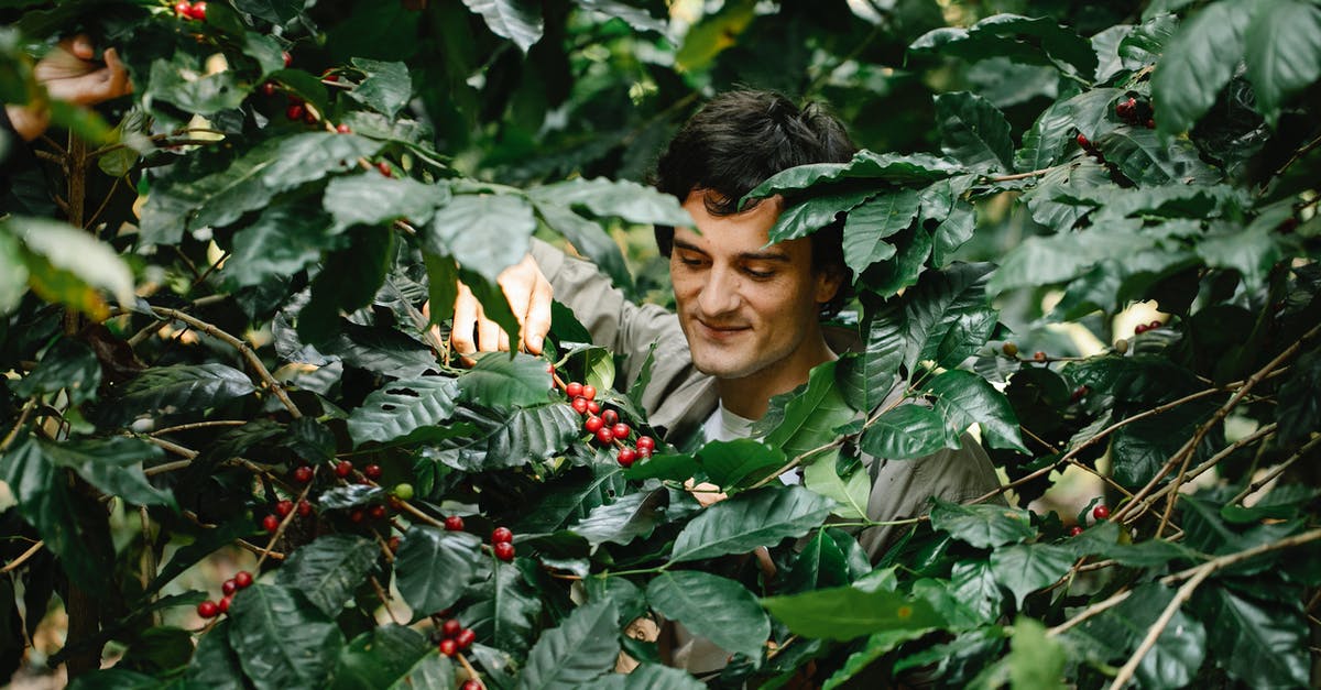 Does the Battlefield 1 campaign have extra/hidden content if I collect all the medals/codexes? - Content man harvesting coffee berries in verdant plantation