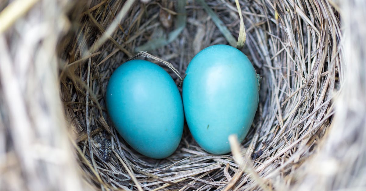 Does the Blue Spiny Koopa Shell ever appear on a Koopa? - Selective Focus Photography2 Blue Egg on Nest Does the Blue Spiny Koopa Shell ever appear on a Koopa? - Selective Focus Photography2 Blue Egg on Nest