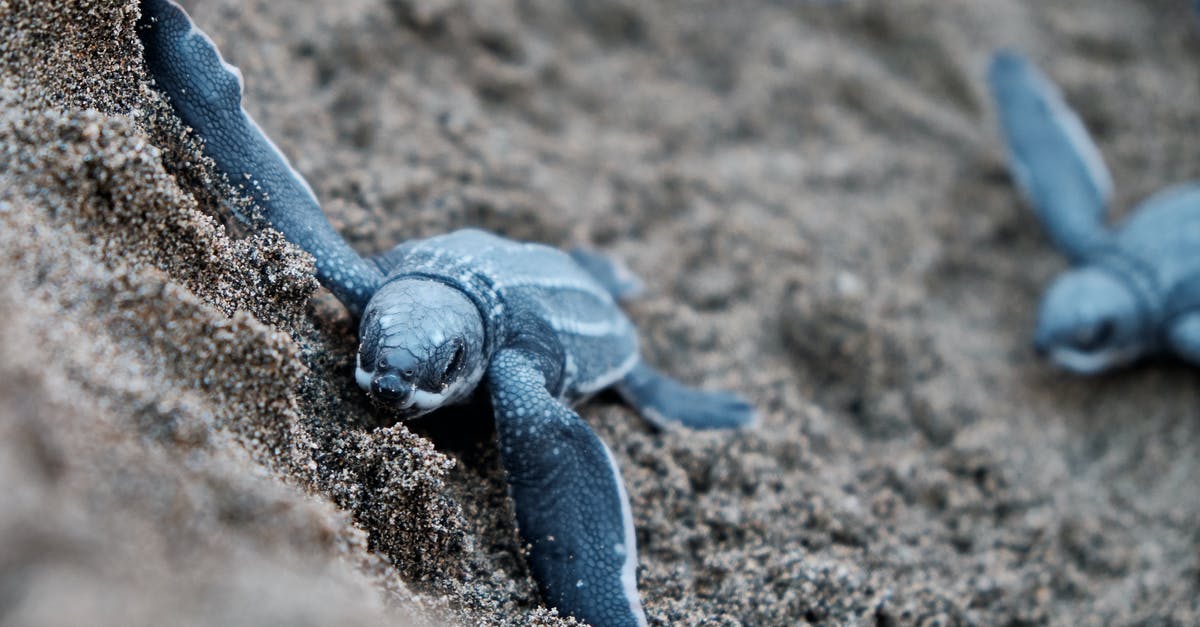 Does the Blue Spiny Koopa Shell ever appear on a Koopa? - Blue Turtles on Brown Sand Does the Blue Spiny Koopa Shell ever appear on a Koopa? - Blue Turtles on Brown Sand