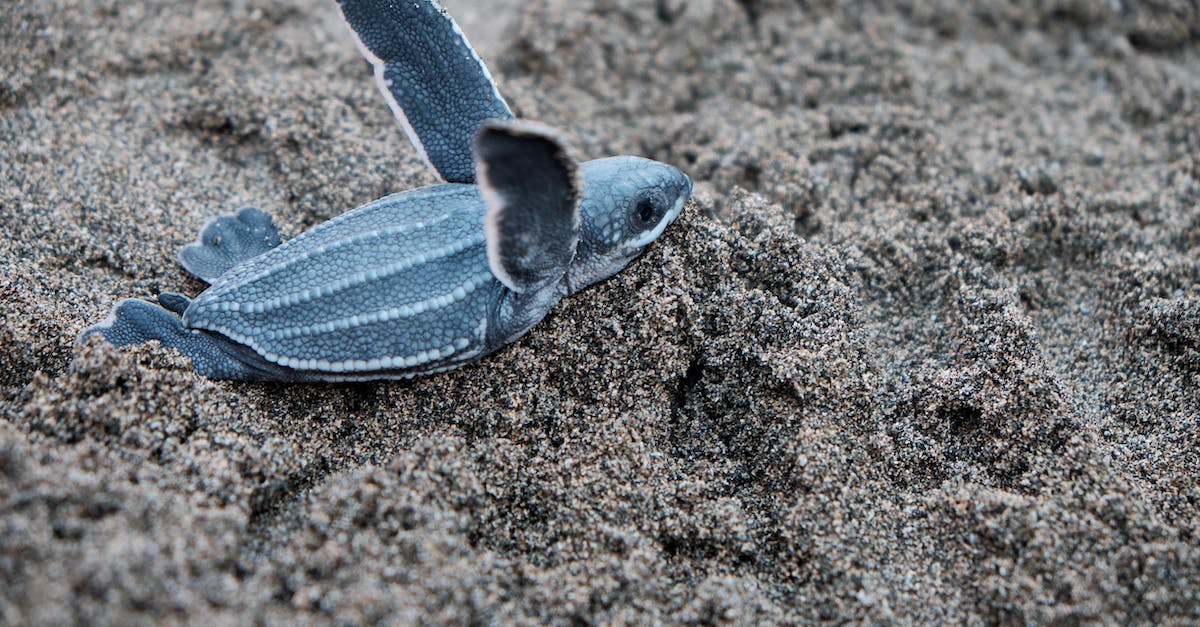 Does the Blue Spiny Koopa Shell ever appear on a Koopa? - A Blue Sea Turtle Does the Blue Spiny Koopa Shell ever appear on a Koopa? - A Blue Sea Turtle