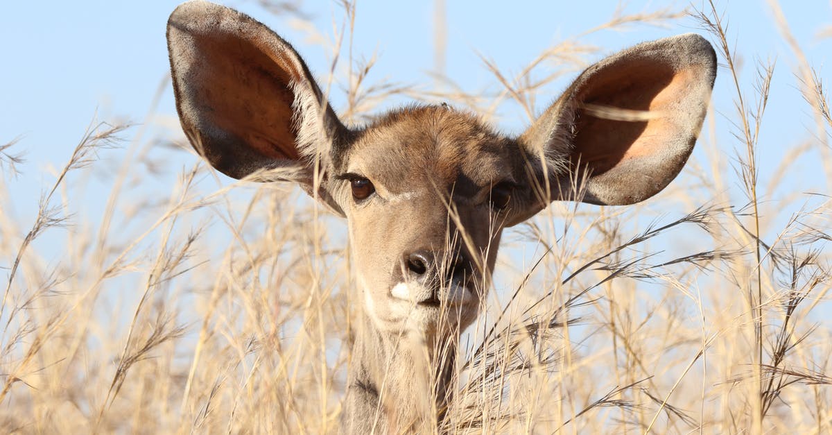 Does the enemy see Hanzo's sonar? - Deer Behind Grass