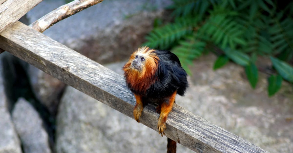 Does the Golden Monkey change ALL cards put into your deck? - Brown and Black Monkey in Close Up Photography Does the Golden Monkey change ALL cards put into your deck? - Brown and Black Monkey in Close Up Photography