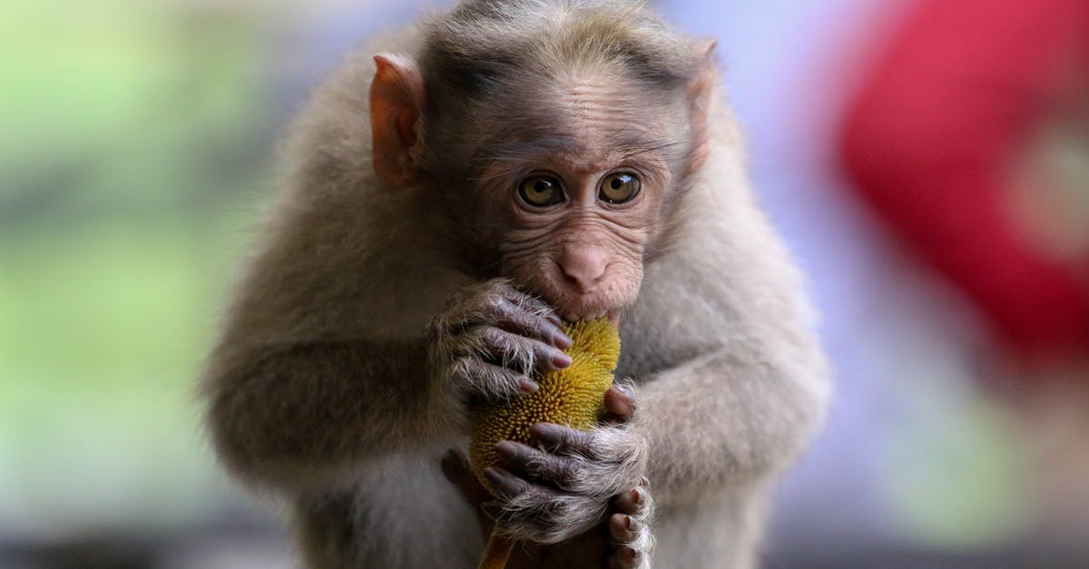 Does the Golden Monkey change ALL cards put into your deck? - Brown Monkey Eating Banana Does the Golden Monkey change ALL cards put into your deck? - Brown Monkey Eating Banana