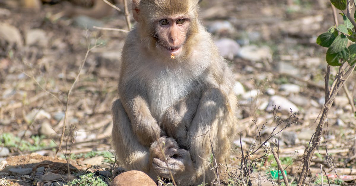Does the Golden Monkey change ALL cards put into your deck? - Free stock photo of animal, animal world, ape Does the Golden Monkey change ALL cards put into your deck? - Free stock photo of animal, animal world, ape