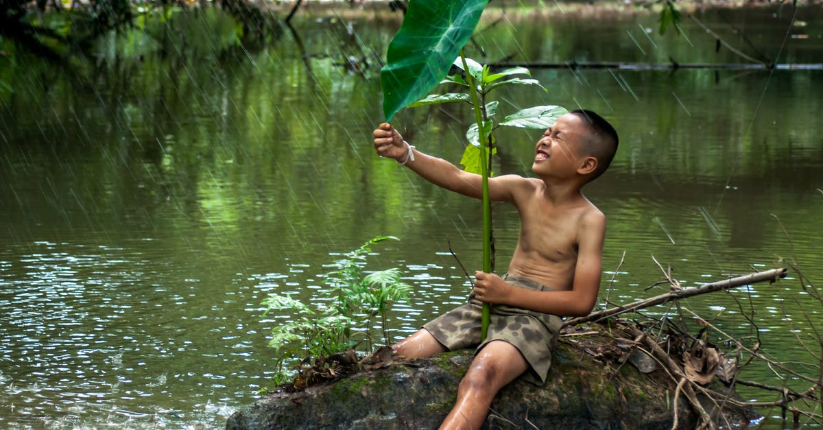 Does the local weather affect the pokemon types that appear? - Asian little boy in shorts sitting on stump in ponder squinting eyes with lotus leaf under rain