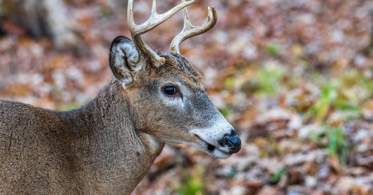 Does the original N64 Animal Forest game work with N64 Passport? - Brown Deer in Tilt Shift Lens Does the original N64 Animal Forest game work with N64 Passport? - Brown Deer in Tilt Shift Lens
