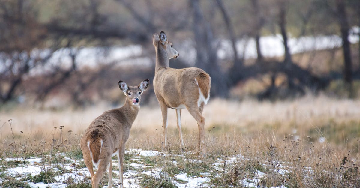 Does the "Deathblow" animation grant i-frames? - Deer on a hill