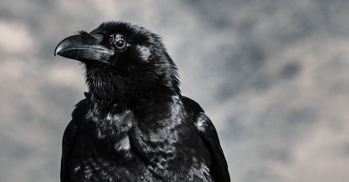 Does the Udjat Eye blink when you enter the level with the Black Market in Spelunky 2? - Selective Focus Photograph of Black Crow
