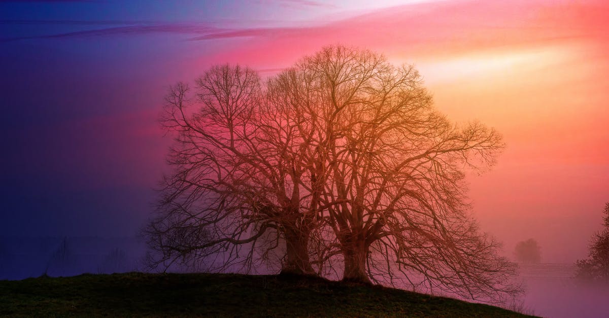 Does the yield of Celastrus Trees Increase with Magic Secateurs and Attas Seeds? - Two Bare Trees Beside Each Other during Sunset Does the yield of Celastrus Trees Increase with Magic Secateurs and Attas Seeds? - Two Bare Trees Beside Each Other during Sunset
