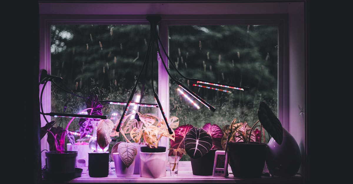 Does UV Light Kill the Volatiles? - Flower Pots on Window