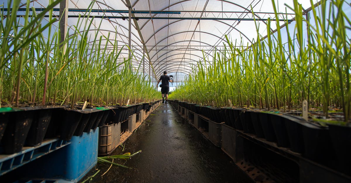 Does walking on crops hurt them? - Person Walking on Pathway Between Green Plants Inside Greenhouse