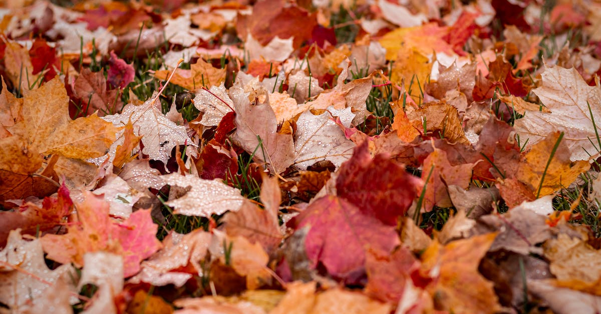 Does your advice to Clementine change season 2 at all? - Brown and Red Maple Leaves on Ground