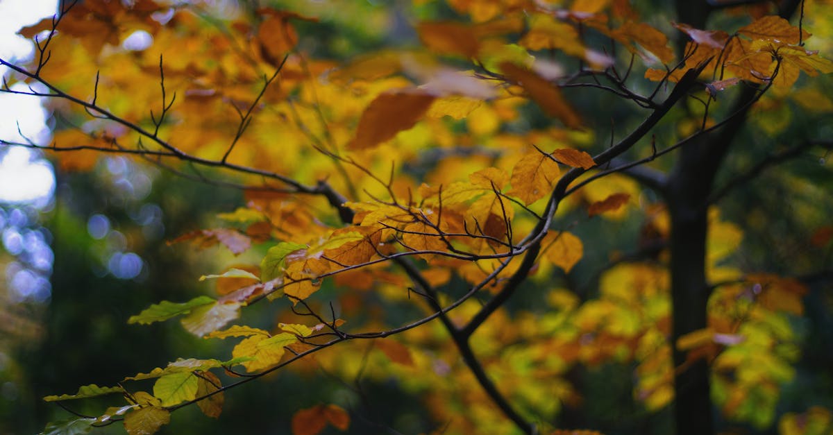 Does your advice to Clementine change season 2 at all? - Yellow and Brown Maple Leaves