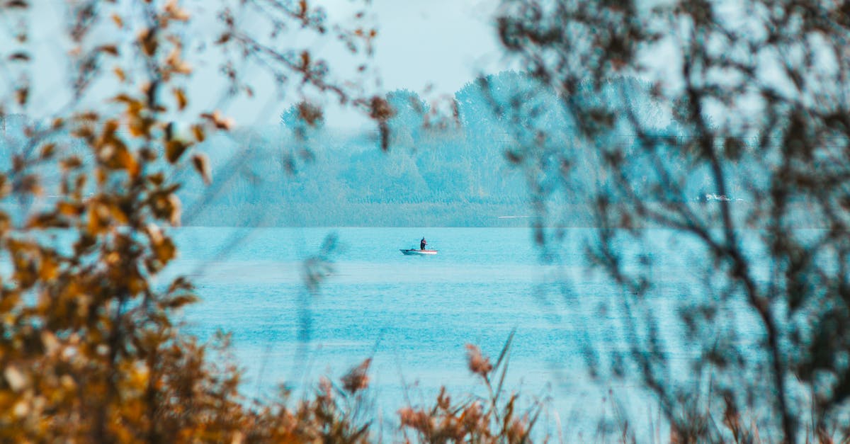 Does your MMR fall if you dodge a Queue? - Free stock photo of art, beautiful nature, bird