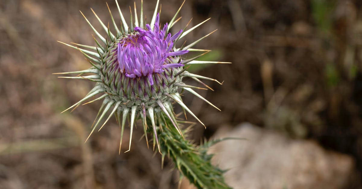 Dota 2 6.85 lag spikes - Purple Flower in Tilt Shift Lens Dota 2 6.85 lag spikes - Purple Flower in Tilt Shift Lens