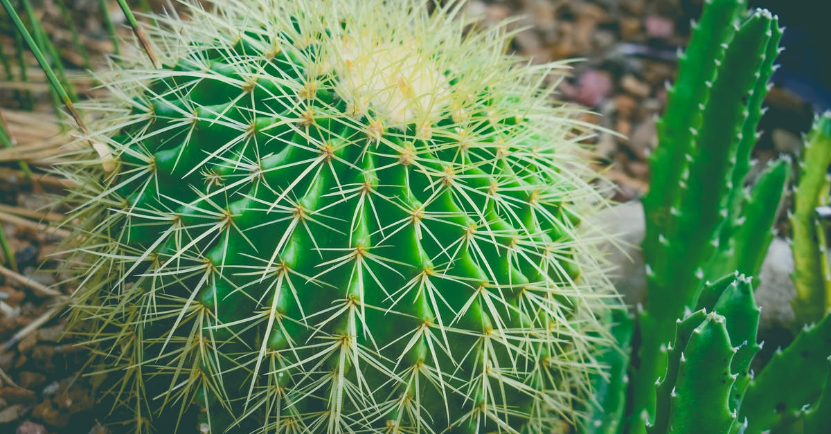 Dota 2 6.85 lag spikes - Free stock photo of aloe, back, botanical Dota 2 6.85 lag spikes - Free stock photo of aloe, back, botanical