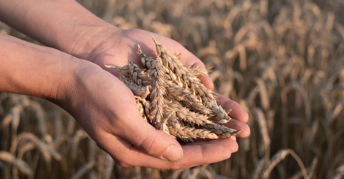 Dota 2 6.85 lag spikes - Person Holding Handful of Wheat Spikes Dota 2 6.85 lag spikes - Person Holding Handful of Wheat Spikes