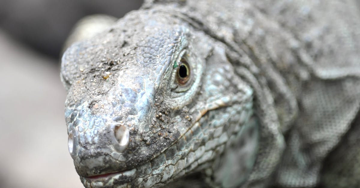 Dragon Head - What's its purpose? - Grey Komodo Dragon Dragon Head - What's its purpose? - Grey Komodo Dragon