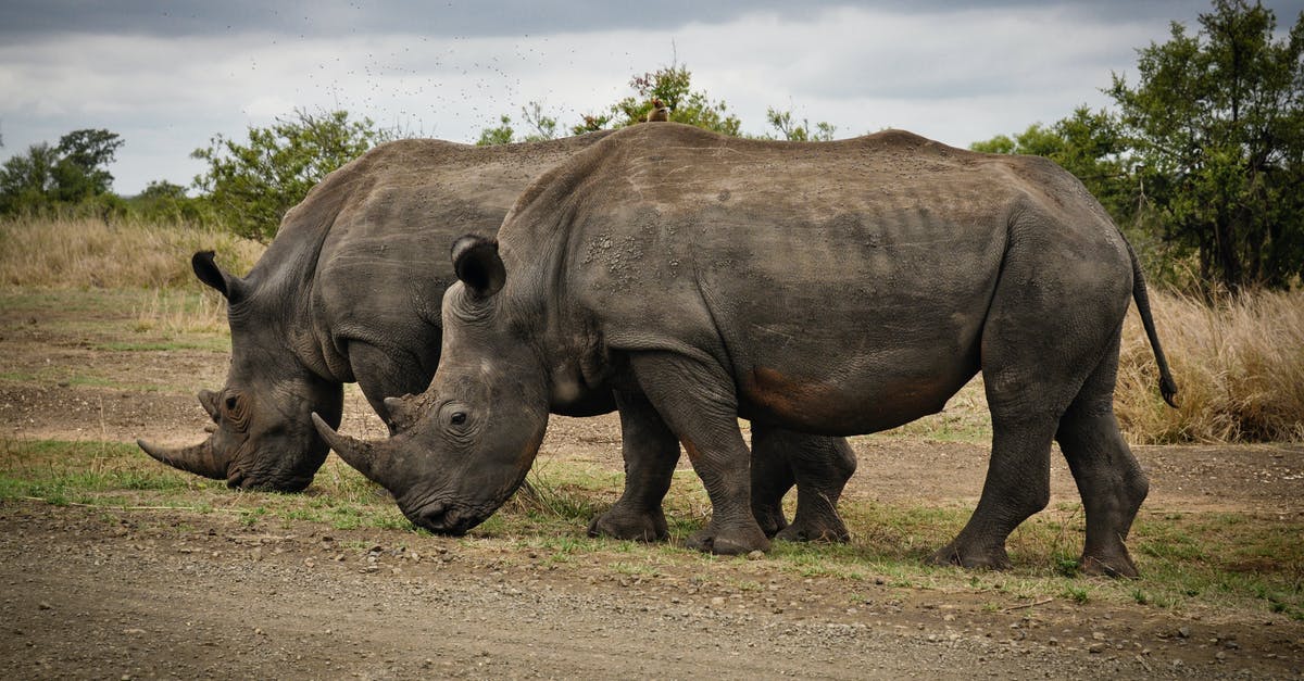 DragonCash for big parks - Two Rhino on Gray Field DragonCash for big parks - Two Rhino on Gray Field