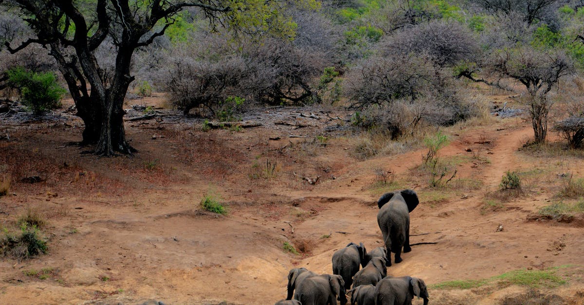DragonCash for big parks - Elephants on Brown Mountain DragonCash for big parks - Elephants on Brown Mountain