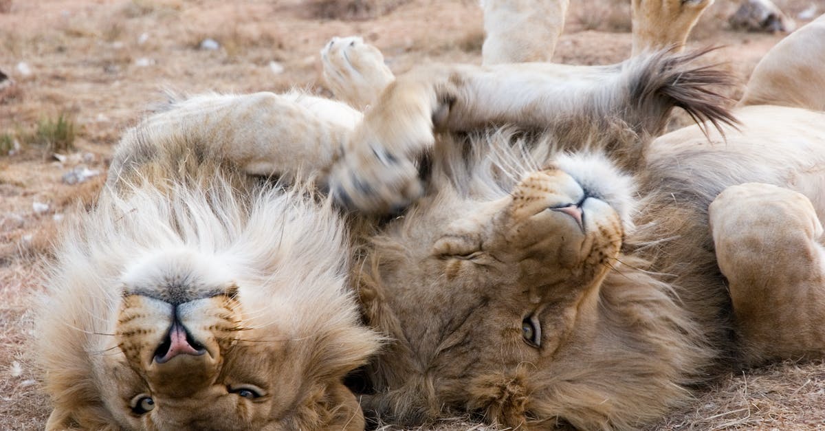 DragonCash for big parks - Two Gray Lions Laying on Sand DragonCash for big parks - Two Gray Lions Laying on Sand