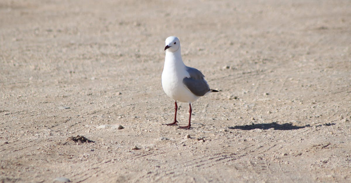 Dull Ember in Scholar of the First Sin - Close-up Photo of a Gull on Dry Ground